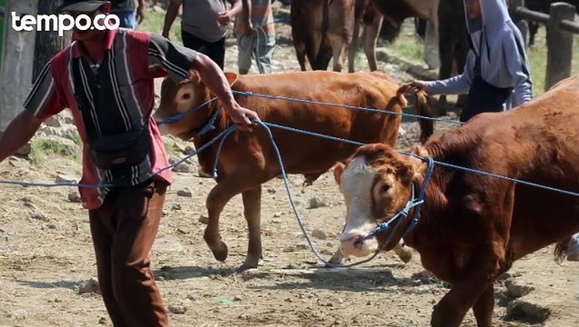 Jelang Idul Adha, Dinas KPKP Pastikan Hewan Kurban yang Masuk Jakarta Bebas Penyakit PMK