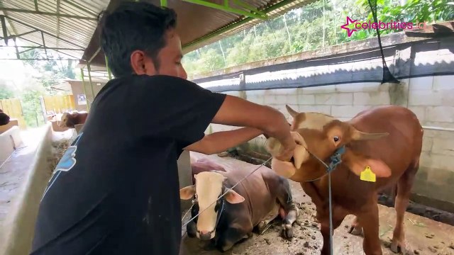 Ramuan Tradisional Jaga Sapi Sehat dan Bugar Jelang Idul Adha