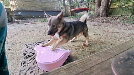 Puppy Is A Pink Piano Prodigy