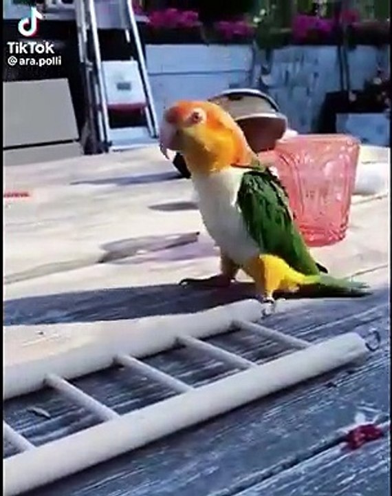 Jumping parrot