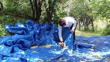 Karnavas pekmezine bilimsel makale yazılıyor