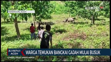 Warga Temukan Bangkai Gajah Mulai Busuk di Perkebunan