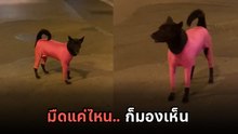 เอ็นดูความครีเอต ! หมดปัญหาหมาถูกรถชน ใส่ชุดนี้คือเริด !!