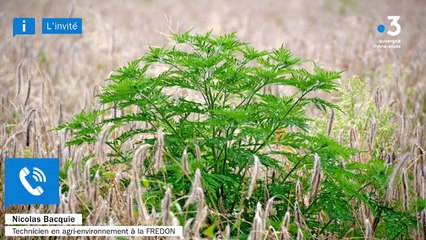 Allergies en Isère : "Il faut arracher l'ambroisie maintenant, avant qu'elle entre en fleurs"
