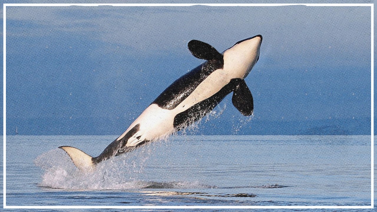 Orcas greifen in Spanien Boote an - Forscher sind ratlos