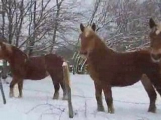 Chevaux dans la neige_0001