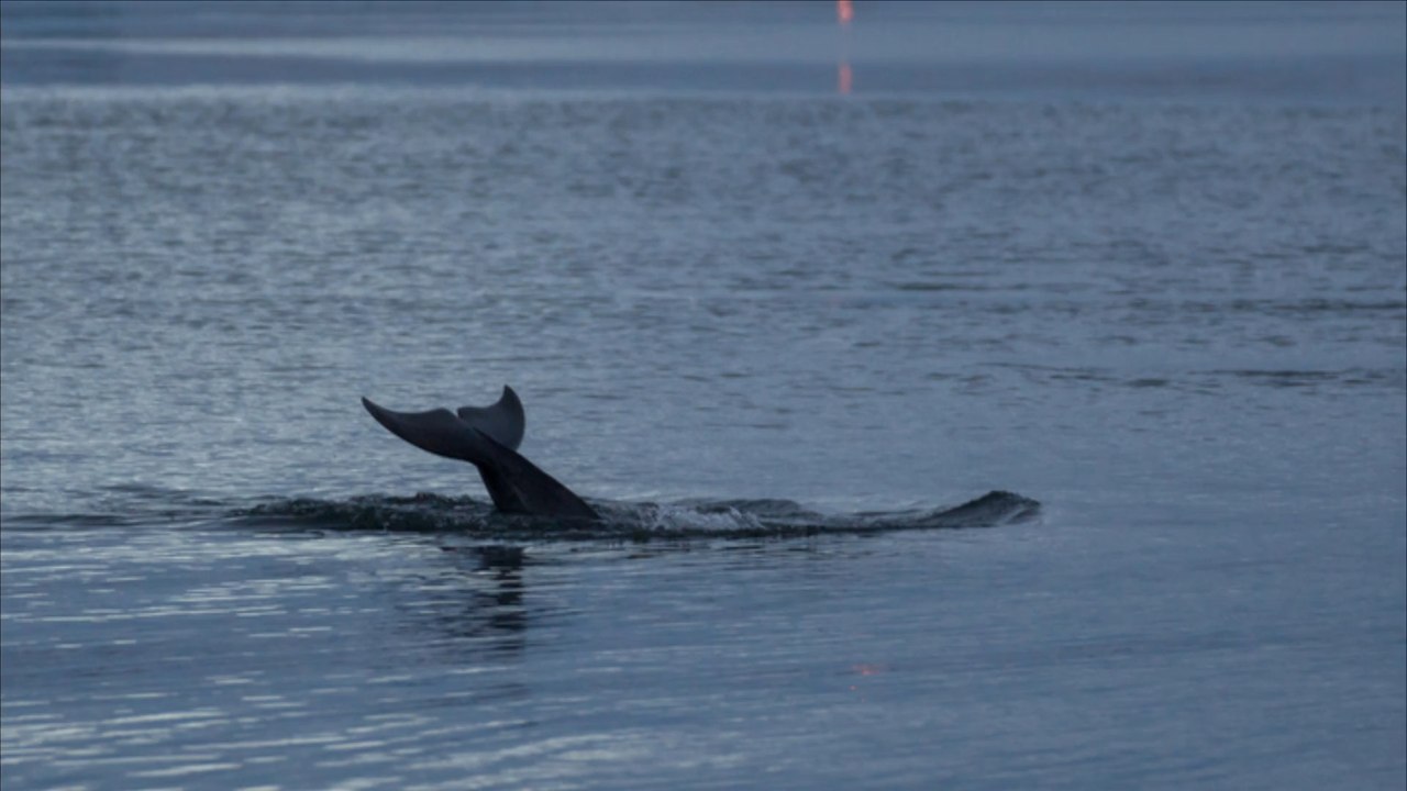 Krim: Russland verdoppelt Zahl der Kampf-Delfine