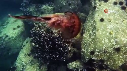 Marmara'da denize girenlerin keyfini kaçıracak haber