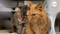 Deux chats seniors retournent au refuge seulement 5H après avoir été adoptés  la raison est pitoyable (vidéo)