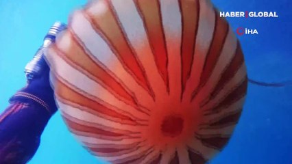 4 metrelik zehirli denizanası İstanbul’da böyle görüntülendi!