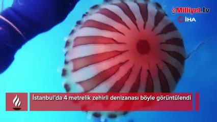 İstanbul’da 4 metrelik zehirli denizanası böyle görüntülendi