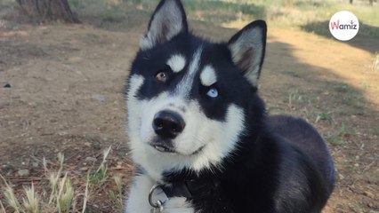 Ce jeune chien Husky de 8 mois connaît déjà un premier abandon  il recherche une famille sportive