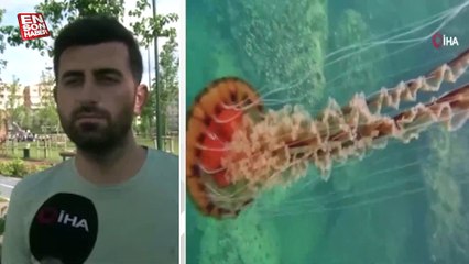 İstanbul’da 4 metrelik zehirli denizanası görüntülendi