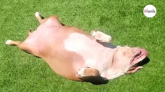 Le vétérinaire fixe un objectif à ce chien obèse 8 mois plus tard il est totalement méconnaissable (vidéo)