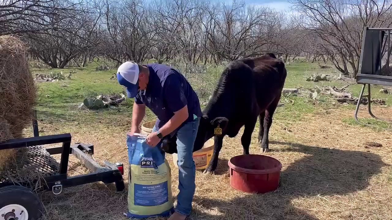 La vache lève la tête à un moment malheureux