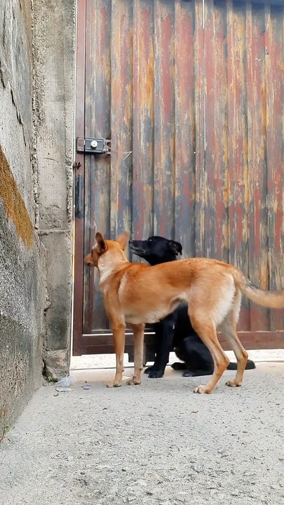 Les chiens refusent d'être laissés pour compte