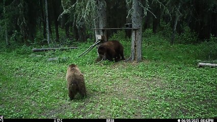 Grizzly se fait frotter le dos