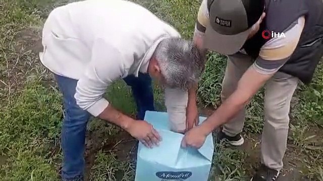 Kars'ta Anne Ördek Yavruları Doğal Ortama Bırakıldı