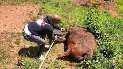 Piggy brossé avec le râteau préféré