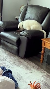 Shepnee Puppy Frustré, il ne peut pas enterrer son os dans le fauteuil inclinable