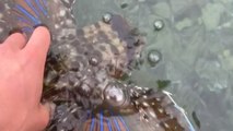 Gorgeous butterfly fish stuns filmer with its supersonic camouflage