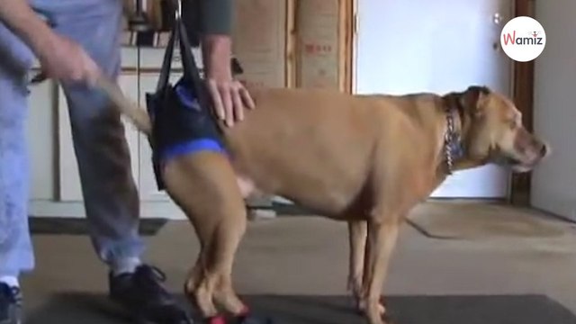 Ce chien a l’air de faire une simple promenade, mais quand on regarde de plus près...