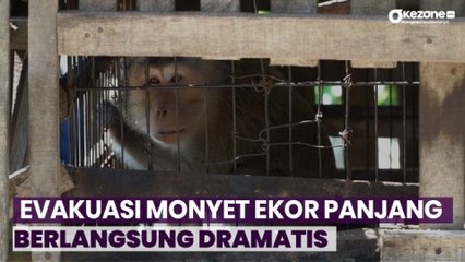 Penampakan Proses Evakuasi Monyet Ekor Panjang yang Berlangsung Dramatis