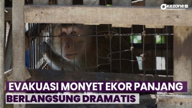 Penampakan Proses Evakuasi Monyet Ekor Panjang yang Berlangsung Dramatis