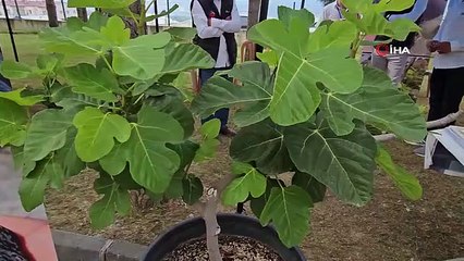Taze incirde erkenciliği ile Buharkent rakip tanımıyor