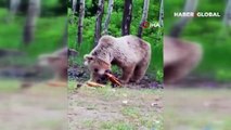 Boz ayının ağaç dalındaki ekmeği kapması cep telefonu kamerasına yansıdı... Yiyecekleri yedikten sonra ormanın içinde kayboldu