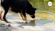 Si vous emmenez votre chien à la mer cet été, soyez attentif à un danger souvent méconnu-index