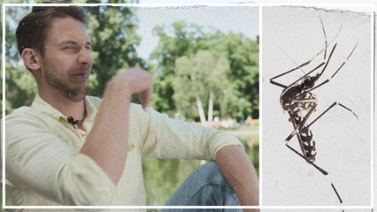 Wie man sich am besten vor Gelsen schützt