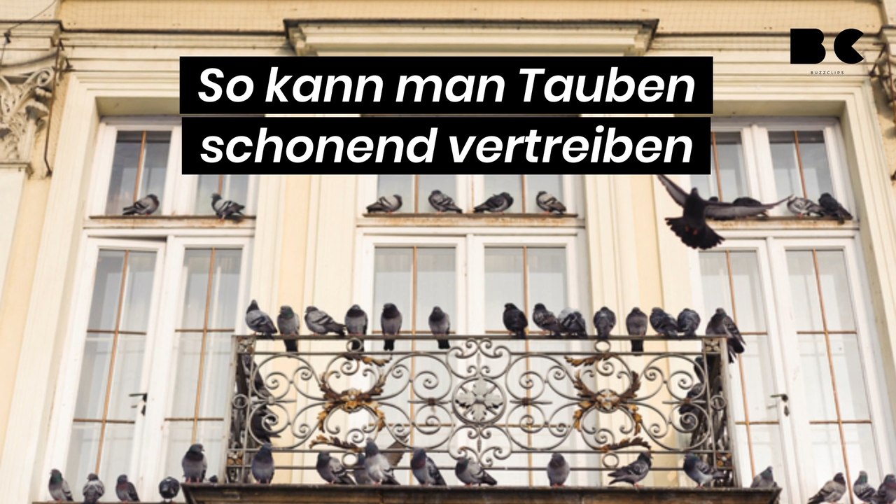 So kann man Tauben schonend vertreiben