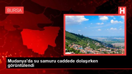 Mudanya'da su samuru caddede dolaşırken görüntülendi