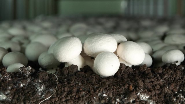 [녹색] 맛은 좋아지고 생산성은 높아지고 ...신품종 양송이 기대감 '쑥' / YTN