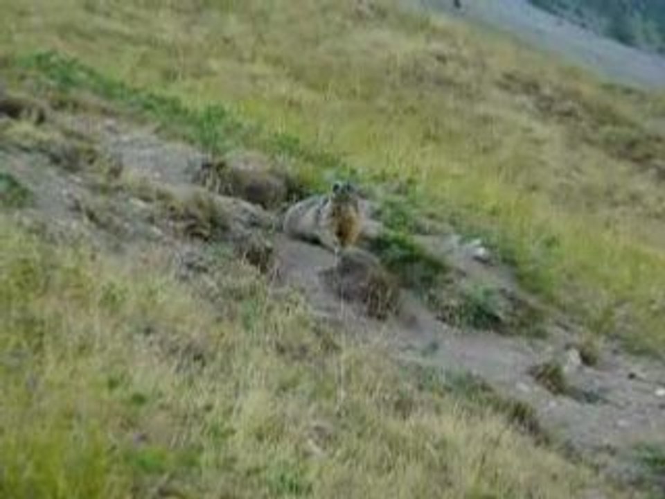 marmotte, les orres