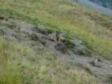 marmotte, les orres