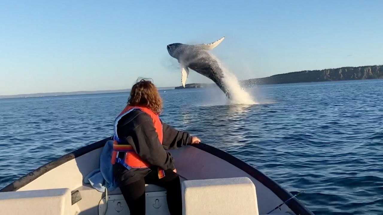 Girl Stunned As Humpbacks Breach And Pirouette Next To Boat | Wild-ish TV
