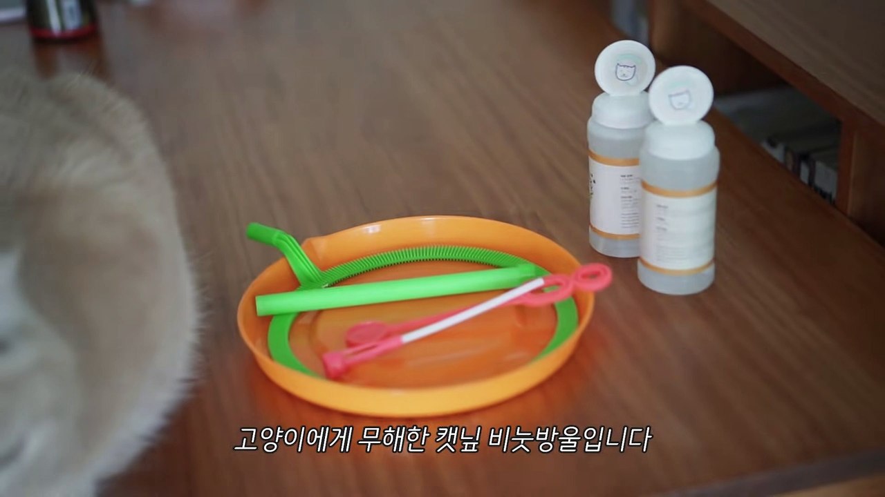 ☁️ [ENG SUB] A cat is trapped in a soap bubble!