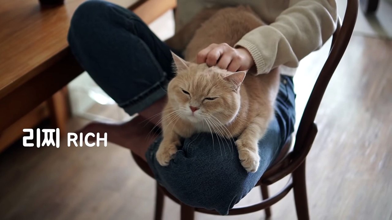 ☁️ A cat playing the djembe drum [ENG SUB]