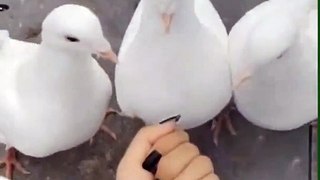 prank  with pigeons