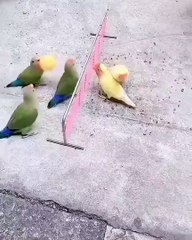 parrots playing games