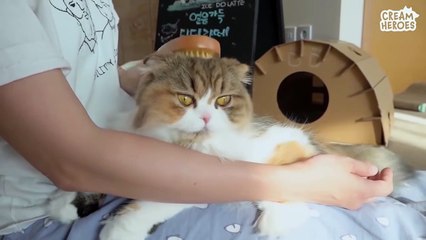 The golden couple! Chuchu Lulu~