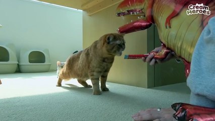 Did somebody say food?