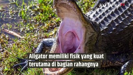 Alasan Hewan Berotot Ini Penisnya Selalu Tegak| SINAU