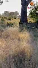 WILD DOGS GANG UP ON LION TO SAVE PACK MEMBER