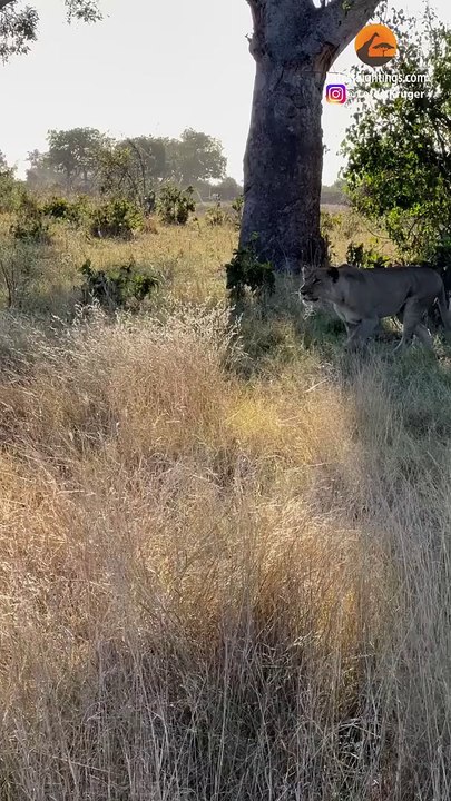 WILD DOGS GANG UP ON LION TO SAVE PACK MEMBER