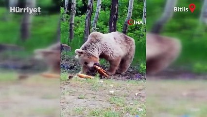 Boz ayının ağaç dalındaki ekmeği kapması kameralara böyle yansıdı