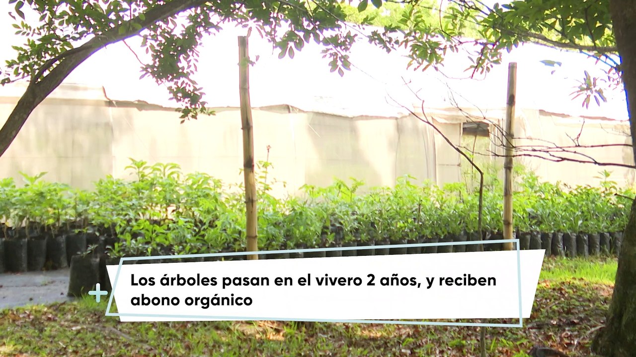 Siembre de árboles UCR