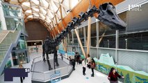 Des paléontologues découvrent un “micro-diplodocus” grâce à ce fossile